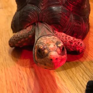 Meet your Posher, Ash